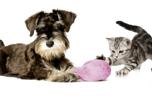 Perguntas e respostas sobre o Coronavírus em cães e gatos